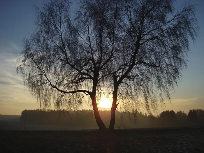 Framed Print : Birch Tree Print with Evening Sun