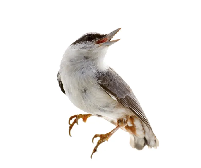 Framed Print : Nutcracker Bird Print - ImageBROKER Framed Print : Nutcracker Bird Print - ImageBROKER