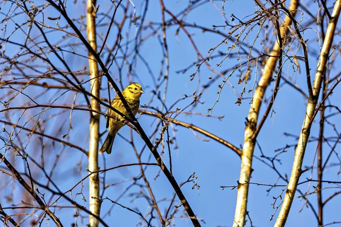 Framed Print : Yellowhammer Perched on Tree Branches Print Framed Print : Yellowhammer Perched on Tree Branches Print