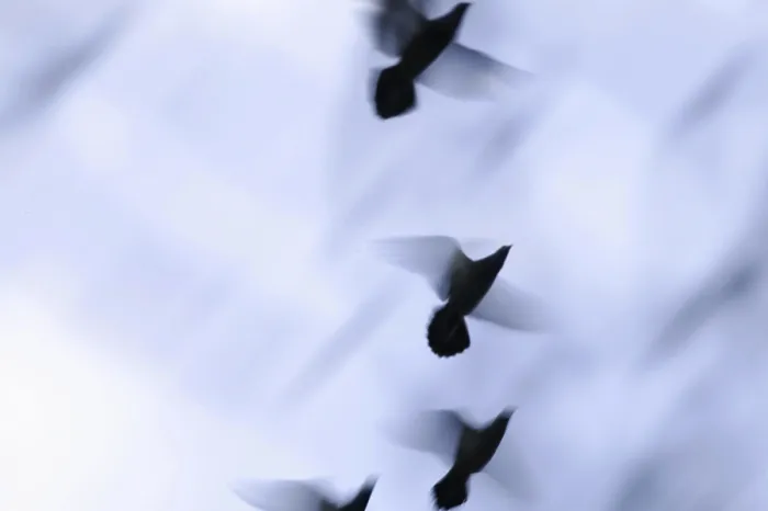 Framed Print : Birds in Flight Print Framed Print : Birds in Flight Print