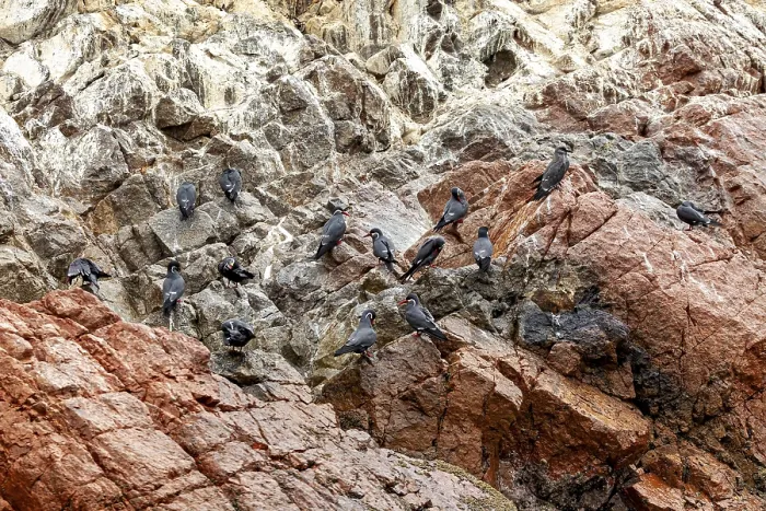 Framed Print : Inca Terns Perch on Rugged Rocks Print