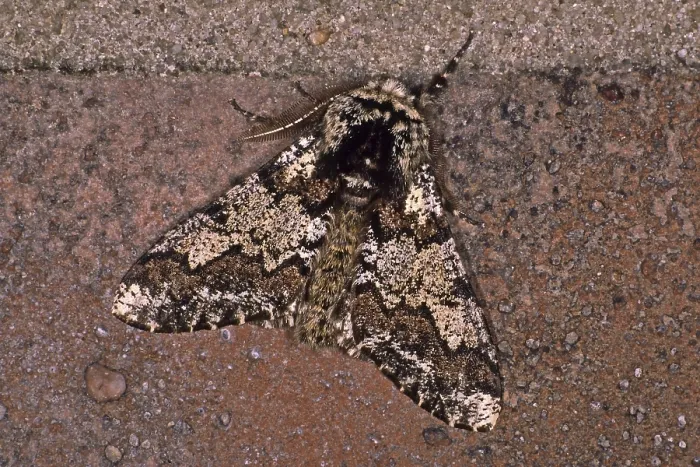 Framed Print : Biston betularia Print of Peppered Moth