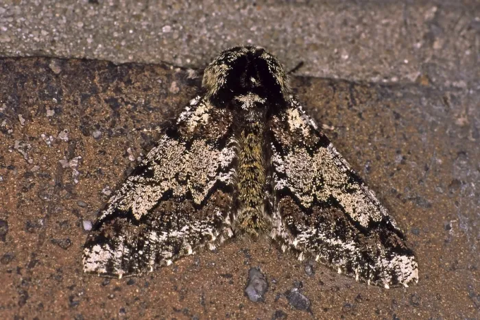 Framed Print : Biston betularia Print - Peppered Moth Framed Print : Biston betularia Print - Peppered Moth