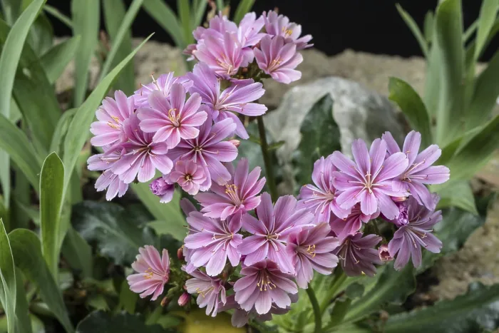 Framed Print : Bitterroot (Lewisia cotyledon) Print, Emsland, Germany