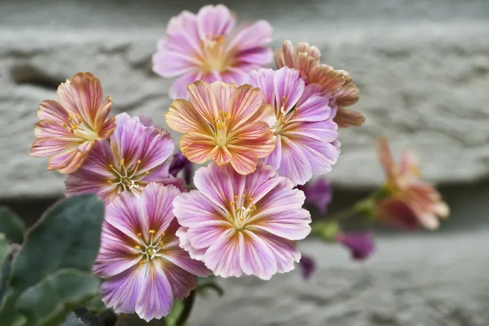 Framed Print : Bitterroot (Lewisia cotyledon) Print, Emsland, Germany
