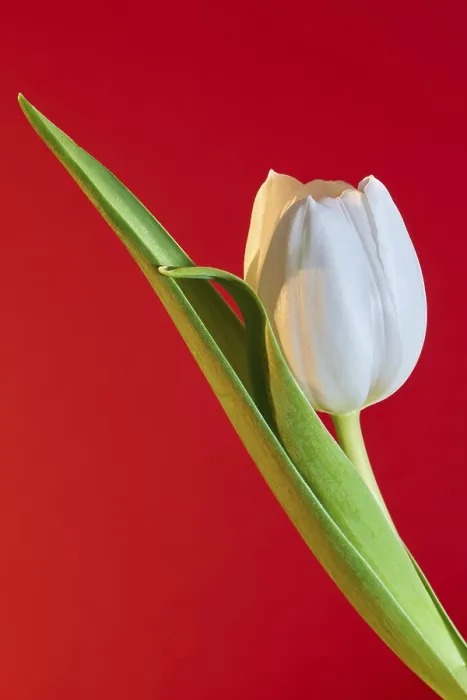 Framed Print : Bl Print by imageBROKER Framed Print : Bl Print by imageBROKER