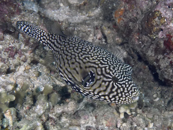 Framed Print : Black-and-white-patterned pufferfish Print Framed Print : Black-and-white-patterned pufferfish Print