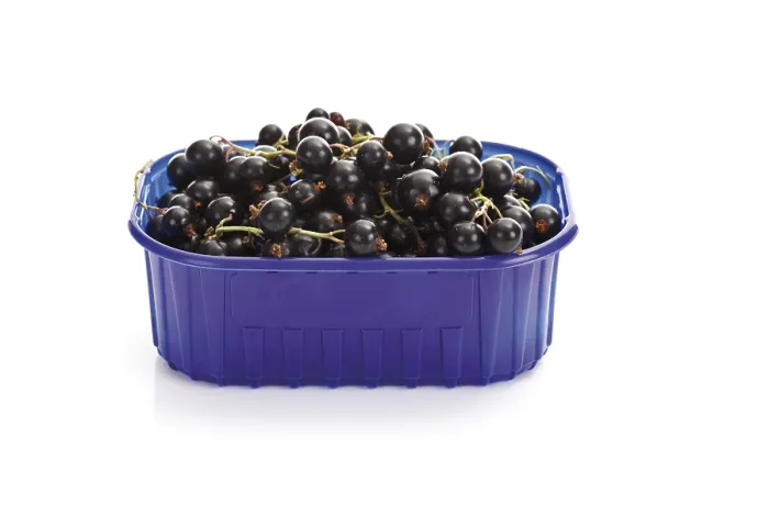 Framed Print : Black Currants in a Plastic Box Print Framed Print : Black Currants in a Plastic Box Print