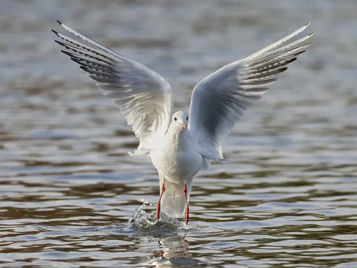 Framed Print : A Black-Headed Gull Taking Off Print, Umminger See, Germany Framed Print : A Black-Headed Gull Taking Off Print, Umminger See, Germany