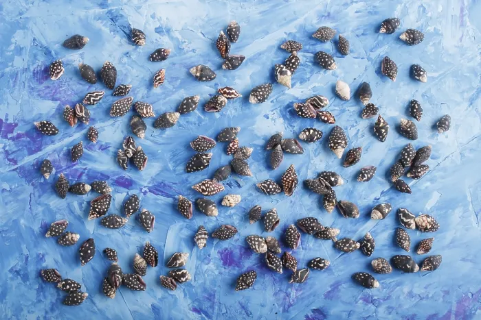 Framed Print : Black Seashells Print on Blue Concrete Background Framed Print : Black Seashells Print on Blue Concrete Background
