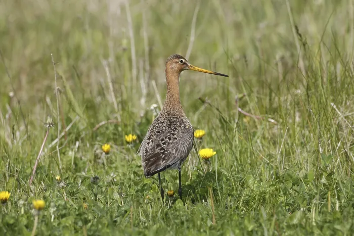 Framed Print : A Black-tailed Godwit in the Grass Print Framed Print : A Black-tailed Godwit in the Grass Print