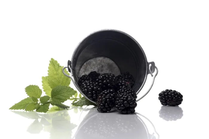 Framed Print : Blackberry Print with Berries and Leaves Framed Print : Blackberry Print with Berries and Leaves