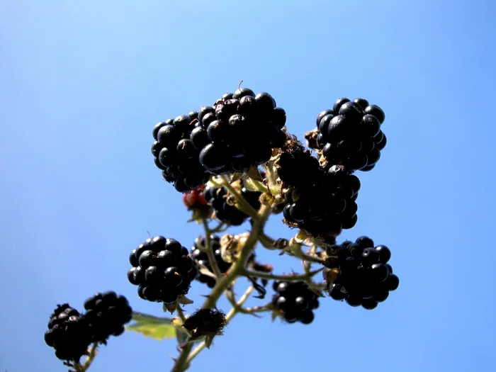 Framed Print : Blackberry Print Framed Print : Blackberry Print