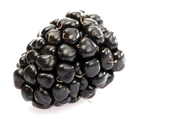 Framed Print : Blackberry Print by imageBROKER Framed Print : Blackberry Print by imageBROKER