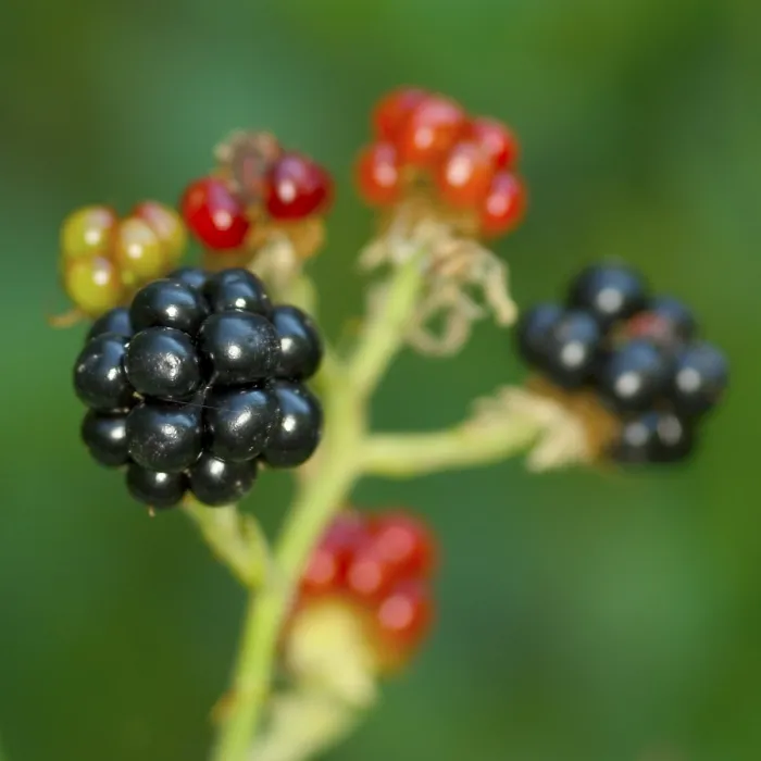 Framed Print : Blackberry Fruit Print Framed Print : Blackberry Fruit Print