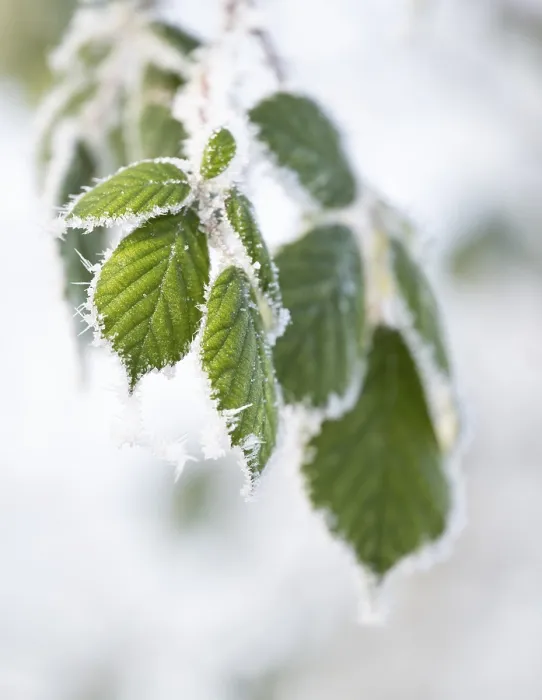 Framed Print : Blackberry Leaves with Hoarfrost Print, Thuringia, Germany Framed Print : Blackberry Leaves with Hoarfrost Print, Thuringia, Germany