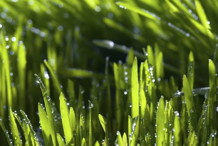 Framed Print : Blade of Grass Print with Dew Drops Framed Print : Blade of Grass Print with Dew Drops