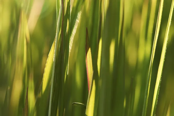 Framed Print : Print of a Blade of Grass, Germany Framed Print : Print of a Blade of Grass, Germany