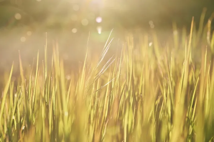 Framed Print : Print of a Blade of Grass in Germany Framed Print : Print of a Blade of Grass in Germany