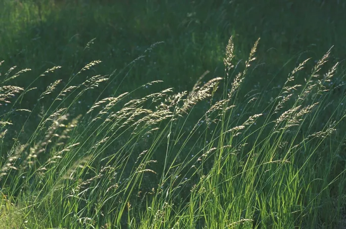 Framed Print : Blade of Grass in the Wind Print Framed Print : Blade of Grass in the Wind Print