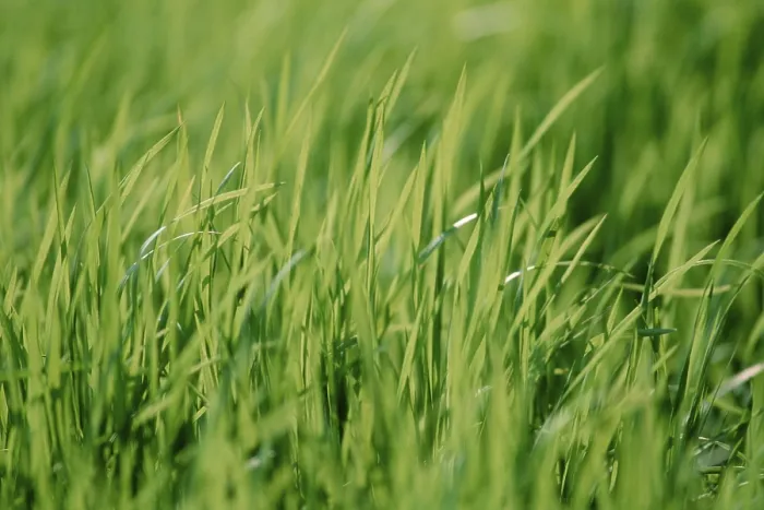 Framed Print : Blades of Grass Print Framed Print : Blades of Grass Print
