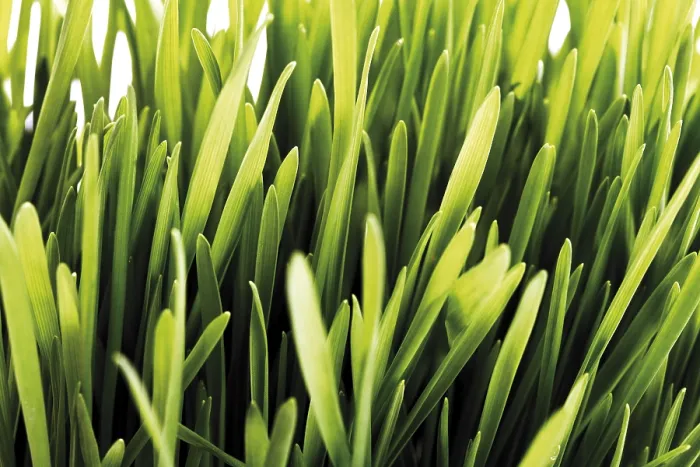 Framed Print : Blades of Grass Print by ImageBROKER Framed Print : Blades of Grass Print by ImageBROKER