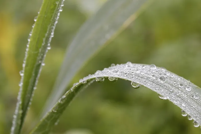 Framed Print : Blades of Grass with Dew Drops Print Framed Print : Blades of Grass with Dew Drops Print