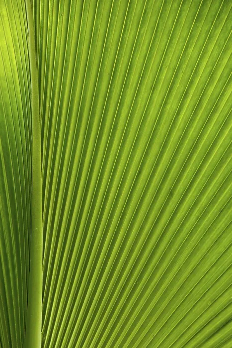 Framed Print : Structure of a Leaf Print Framed Print : Structure of a Leaf Print
