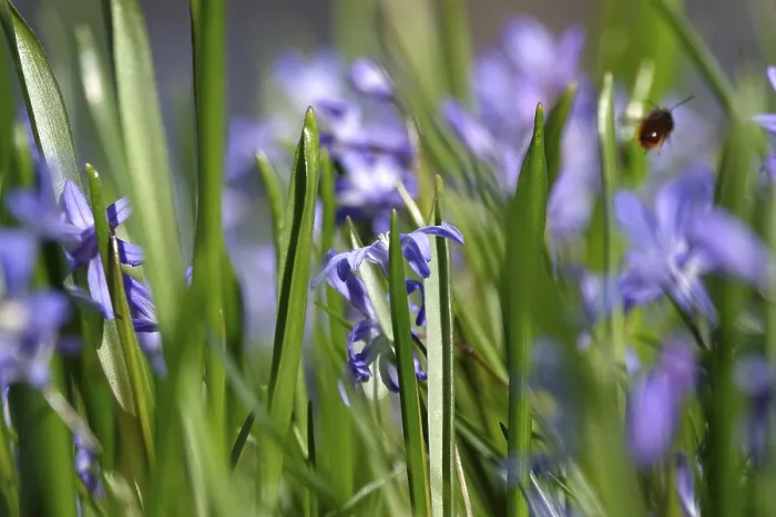 Framed Print : Blaustern in Spring, Germany Print Framed Print : Blaustern in Spring, Germany Print