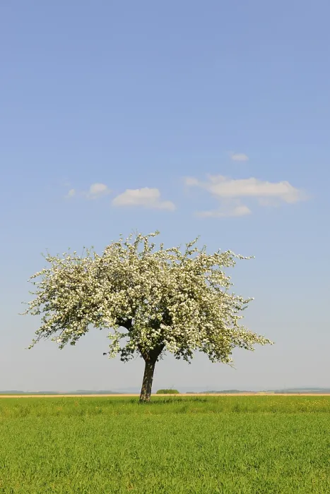 Framed Print : Blooming Apple Tree Print in Spring Framed Print : Blooming Apple Tree Print in Spring