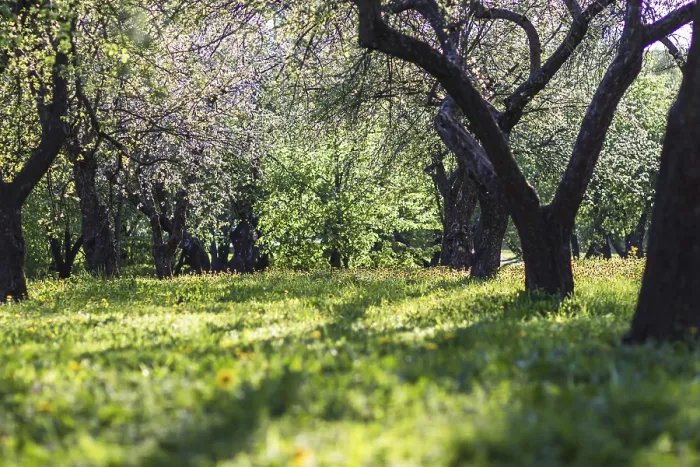 Framed Print : Blooming Apple Trees Print in Spring Park Framed Print : Blooming Apple Trees Print in Spring Park