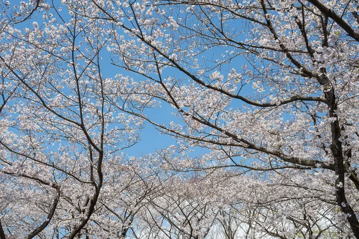 Framed Print : Blooming Cherry Trees in Spring Print, Yoyogi Park, Tokyo Framed Print : Blooming Cherry Trees in Spring Print, Yoyogi Park, Tokyo