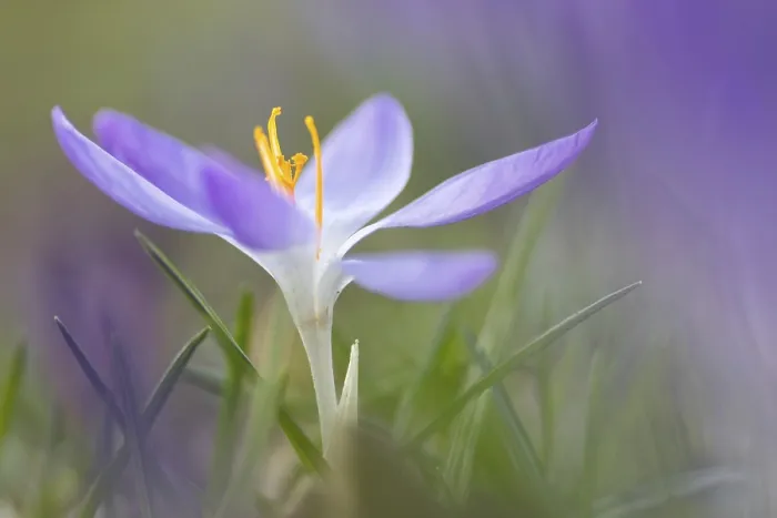 Framed Print : Blooming Crocus (Crocus) in Spring Print, Hessen, Germany Framed Print : Blooming Crocus (Crocus) in Spring Print, Hessen, Germany
