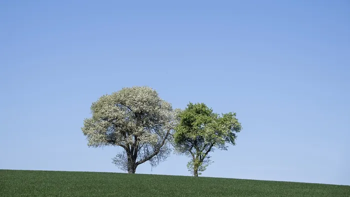Framed Print : Blooming Pear Trees Print, Moststraße, Lower Austria
