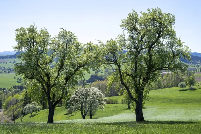 Framed Print : Blooming Pear Trees Print, Moststraße, Lower Austria Framed Print : Blooming Pear Trees Print, Moststraße, Lower Austria