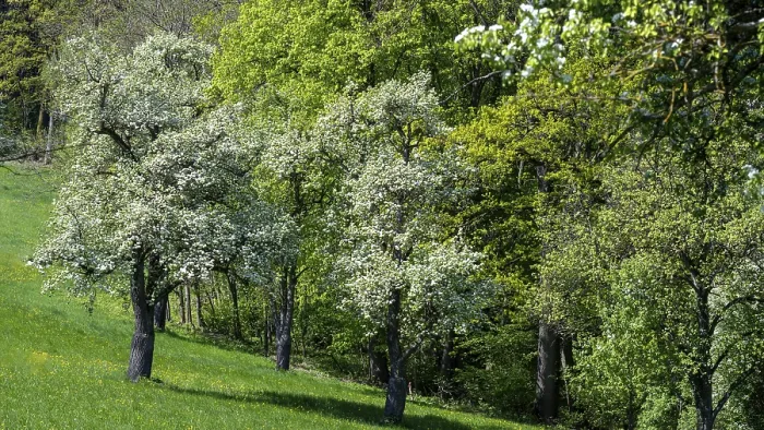 Framed Print : Blooming Pear Trees Print, Moststraße, Lower Austria Framed Print : Blooming Pear Trees Print, Moststraße, Lower Austria