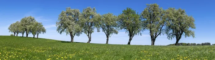 Framed Print : Blooming Pear Trees Print, Moststraße, Lower Austria Framed Print : Blooming Pear Trees Print, Moststraße, Lower Austria