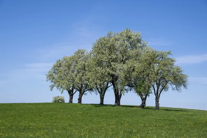Framed Print : Blooming Pear Trees Print, Moststrae, Lower Austria Framed Print : Blooming Pear Trees Print, Moststrae, Lower Austria