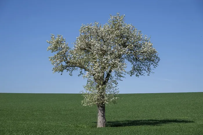 Framed Print : Blooming Pear Trees Print, Moststrae, Lower Austria Framed Print : Blooming Pear Trees Print, Moststrae, Lower Austria