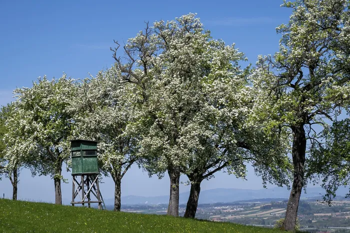 Framed Print : Blooming Pear Trees Print, MoststraBe, Lower Austria