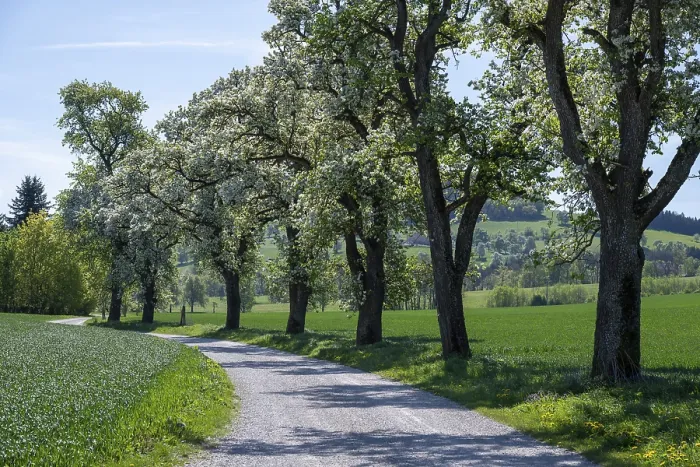 Framed Print : Blooming Pear Trees Print, Moststraße, Lower Austria Framed Print : Blooming Pear Trees Print, Moststraße, Lower Austria