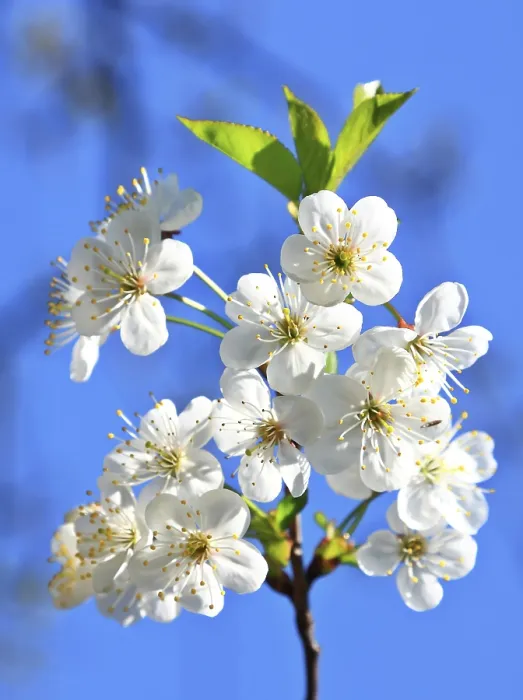 Framed Print : Blossom Blossom Print by imageBROKER Framed Print : Blossom Blossom Print by imageBROKER