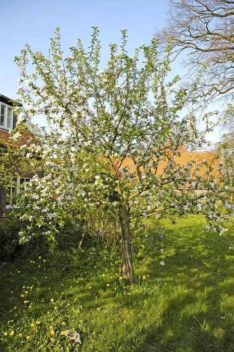 Framed Print : Blossom Apple Tree Print Framed Print : Blossom Apple Tree Print