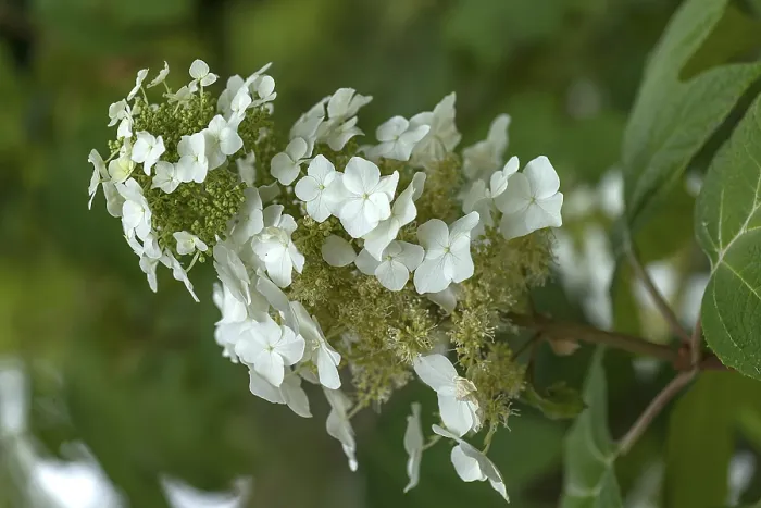 Framed Print : Oakleaf Hydrangea Blossom Print, Erlangen, Germany Framed Print : Oakleaf Hydrangea Blossom Print, Erlangen, Germany