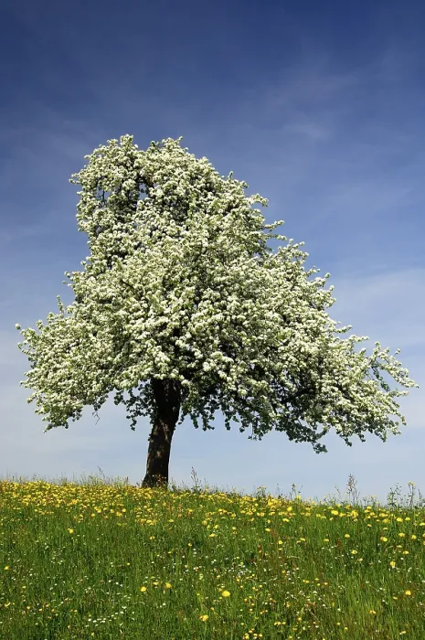 Framed Print : Blossoming Apple Tree Print Framed Print : Blossoming Apple Tree Print