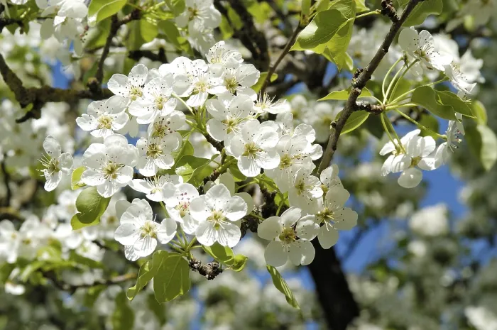 Framed Print : Blossoming Pear Tree Print Framed Print : Blossoming Pear Tree Print