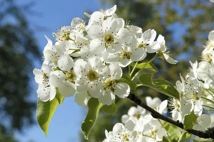 Framed Print : Blossoming Pear Tree Print Framed Print : Blossoming Pear Tree Print