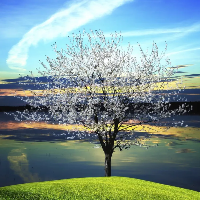 Framed Print : Blossoming Tree at Sunset Print Framed Print : Blossoming Tree at Sunset Print