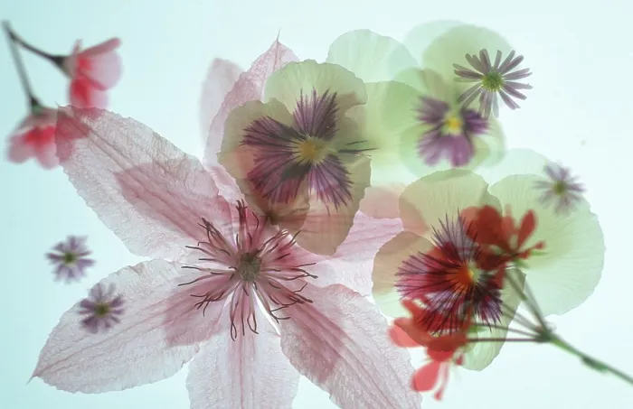 Framed Print : Blossoms Blossoms Print by imageBROKER Framed Print : Blossoms Blossoms Print by imageBROKER