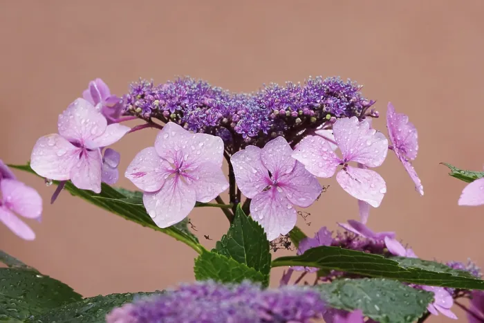 Framed Print : Hydrangea Blossoms with Water Drops Print, Summer in Germany Framed Print : Hydrangea Blossoms with Water Drops Print, Summer in Germany